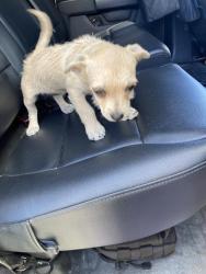 Shelter Stray Female Dog last seen Near BLOCK WALNUT AVE, LONG BEACH CA, Long Beach, CA 90815