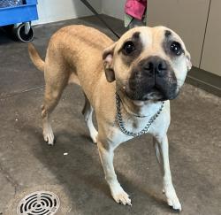 Shelter Stray Female Dog last seen KURT ST & ARDICE AVE EUSTIS, Deer Island, FL 32778