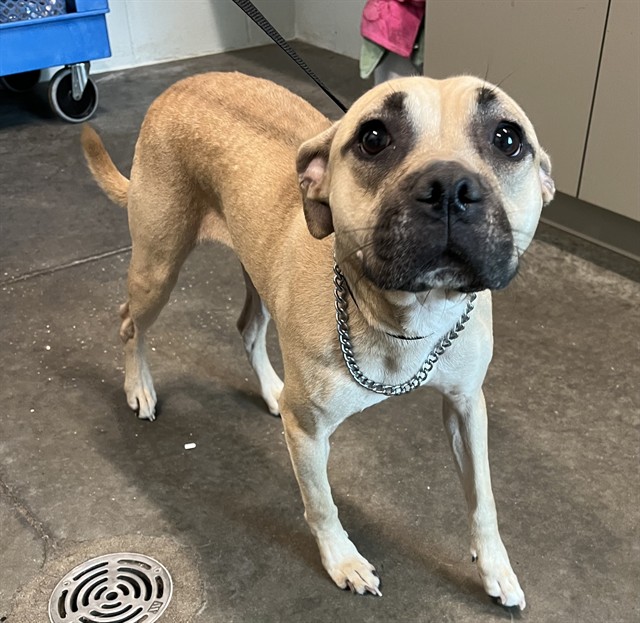 Shelter Stray Female Dog last seen KURT ST & ARDICE AVE EUSTIS, Deer Island, FL 32778