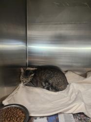 Shelter Stray Female Cat last seen , Los Angeles, CA 90025