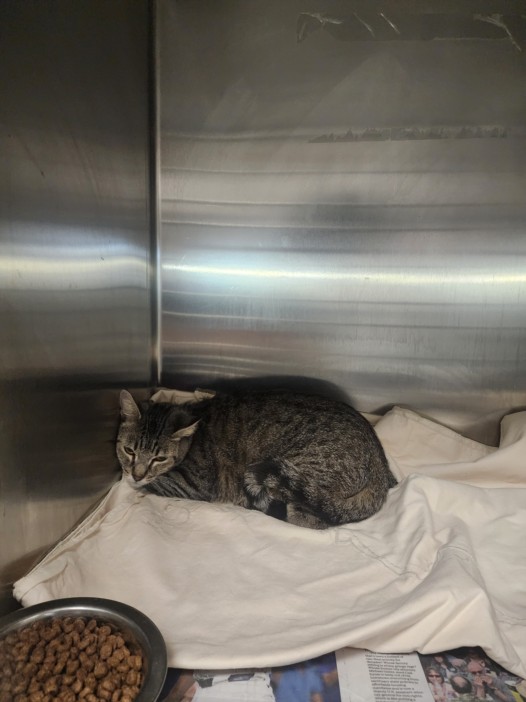 Shelter Stray Female Cat last seen , Los Angeles, CA 90025