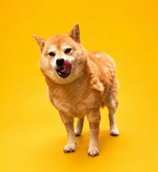 Shelter Stray Female Dog last seen Near BLOCK NORMANDY BLVD, Jacksonville, FL 32204
