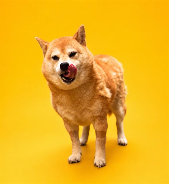 Shelter Stray Female Dog last seen Near BLOCK NORMANDY BLVD, Jacksonville, FL 32204