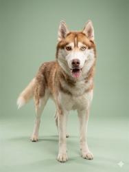 Shelter Stray Male Dog last seen Near BLOCK W CORKWOOD RD, Jacksonville, FL 32204