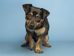 Shelter Stray Male Dog last seen 55TH ST AND VAN BUREN, Phoenix, AZ 85008