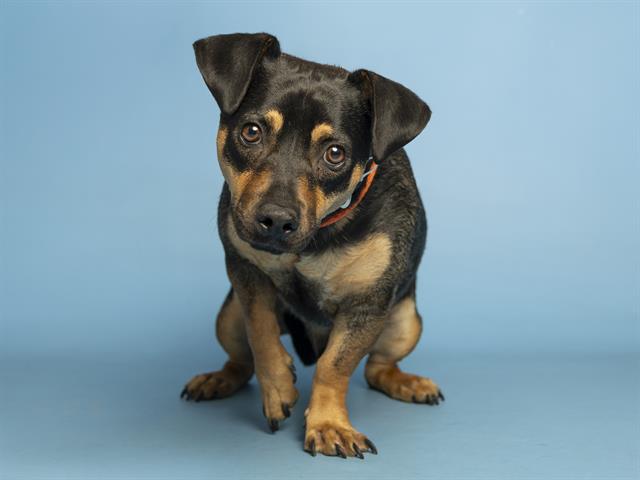 Shelter Stray Male Dog last seen 55TH ST AND VAN BUREN, Phoenix, AZ 85008