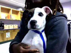 Shelter Stray Female Dog last seen Near BLOCK WADSWORTH ST, TALLAHASSEE FL 32304, Tallahassee, FL 32311