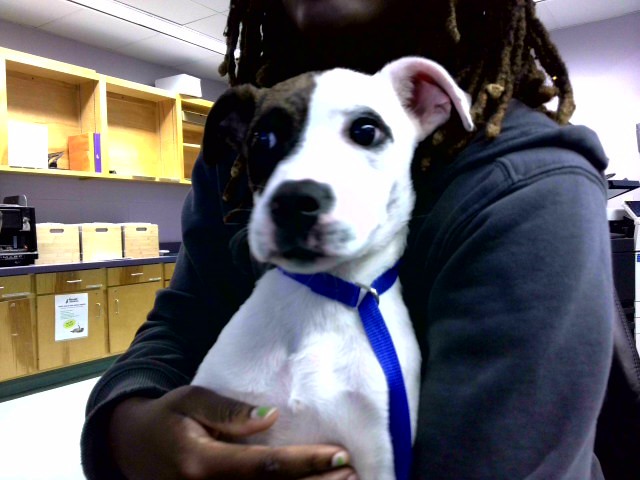 Shelter Stray Female Dog last seen Near BLOCK WADSWORTH ST, TALLAHASSEE FL 32304, Tallahassee, FL 32311