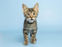 Shelter Stray Male Cat last seen 75TH AVE AND GLENDALE, Phoenix, AZ 85008