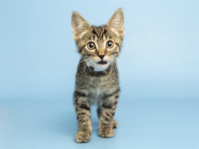 Shelter Stray Male Cat last seen 75TH AVE AND GLENDALE, Phoenix, AZ 85008