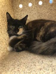 Shelter Stray Female Cat last seen Near BLOCK E YALE AVE, FRESNO CA 93704 6303, Fresno, CA 93727