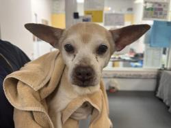 Shelter Stray Male Dog last seen , Los Angeles, CA 90047