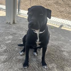 Shelter Stray Female Dog last seen Near BLOCK LANGLOIS RD, DESERT HOT SPRINGS, CA, Thousand Palms, CA, USA