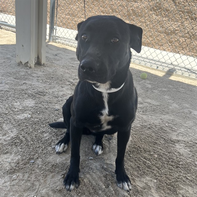 Shelter Stray Female Dog last seen Near BLOCK LANGLOIS RD, DESERT HOT SPRINGS, CA, Thousand Palms, CA, USA