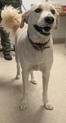 Shelter Stray Male Dog last seen Near BLOCK WELLS AVE, BAKERSFIELD CA 93308, Bakersfield, CA 93308