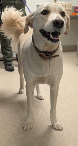 Shelter Stray Male Dog last seen Near BLOCK WELLS AVE, BAKERSFIELD CA 93308, Bakersfield, CA 93308