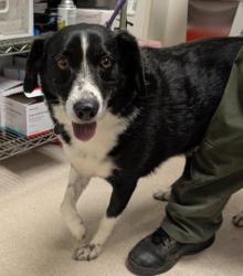 Shelter Stray Male Dog last seen Near BLOCK WELLS AVE, BAKERSFIELD CA 93308, Bakersfield, CA 93308