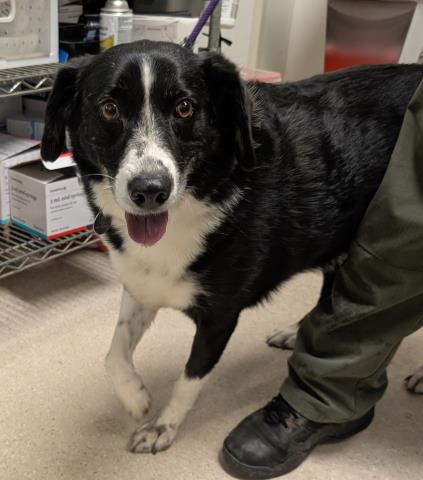Shelter Stray Male Dog last seen Near BLOCK WELLS AVE, BAKERSFIELD CA 93308, Bakersfield, CA 93308
