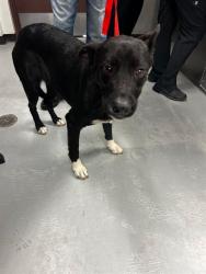 Shelter Stray Female Dog last seen MT VERNON AVE BAKERSFIELD, Bakersfield, CA 93307