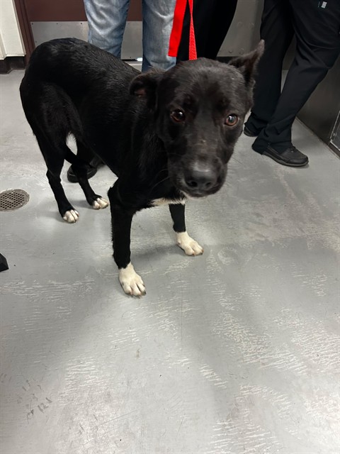 Shelter Stray Female Dog last seen MT VERNON AVE BAKERSFIELD, Bakersfield, CA 93307