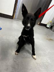 Shelter Stray Female Dog last seen MT VERNON BAKERSFIELD, Bakersfield, CA 93307