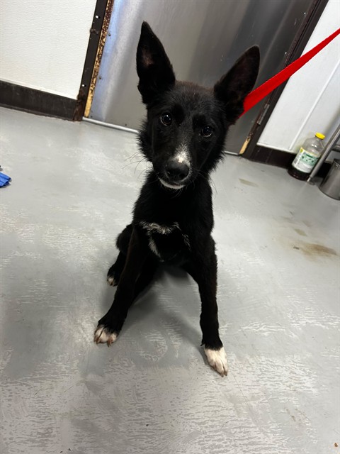 Shelter Stray Female Dog last seen MT VERNON BAKERSFIELD, Bakersfield, CA 93307