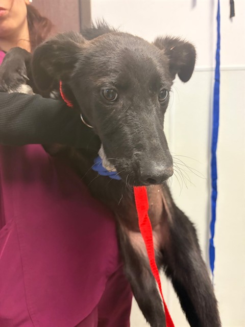 Shelter Stray Female Dog last seen MT VERNON BAKERSFIELD, Bakersfield, CA 93307
