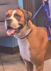 Shelter Stray Male Dog last seen NADEAU ST BAKERSFIELD, Bakersfield, CA 93307