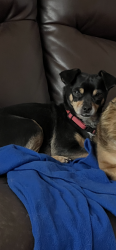 Lost Male Dog last seen Galveston Elementary School , Chandler, AZ 85225