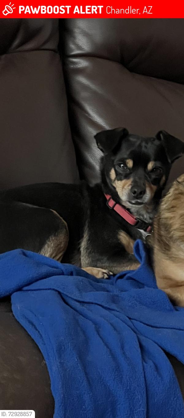 Lost Male Dog last seen Galveston Elementary School , Chandler, AZ 85225