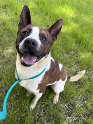 Shelter Stray Male Dog last seen Near , Indianapolis, IN 46221