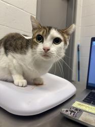 Shelter Stray Female Cat last seen Near , Indianapolis, IN 46221
