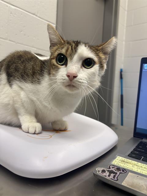 Shelter Stray Female Cat last seen Near , Indianapolis, IN 46221