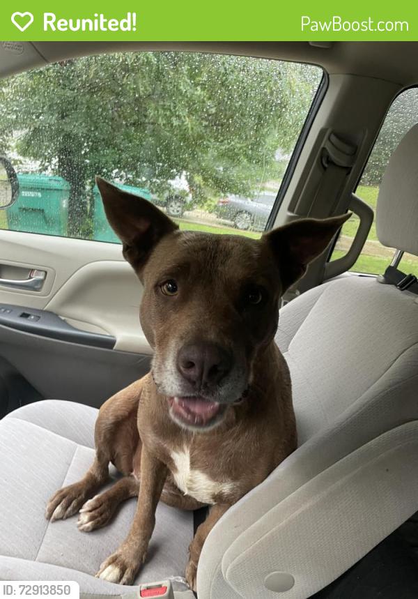 Reunited Female Dog last seen Near Hebsibah church , Tuscaloosa County, AL 35111