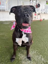 Shelter Stray Female Dog last seen Near BLOCK ST & 107 AVE, Doral, FL 33122