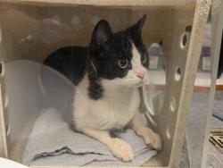 Shelter Stray Female Cat last seen Near BLOCK S 122ND ST, TUKWILA WA 98178, Kent, WA 98032