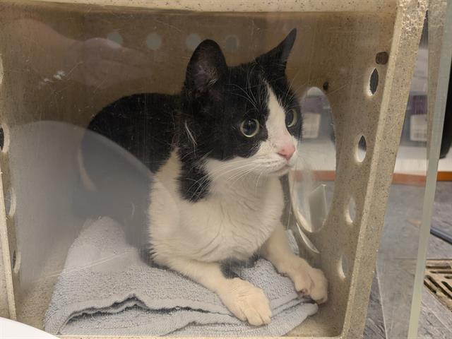 Shelter Stray Female Cat last seen Near BLOCK S 122ND ST, TUKWILA WA 98178, Kent, WA 98032
