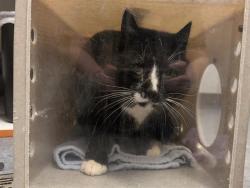 Shelter Stray Male Cat last seen Near BLOCK S 122ND ST, TUKWILA WA 98178, Kent, WA 98032