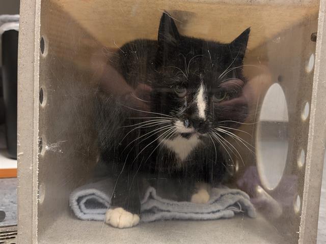 Shelter Stray Male Cat last seen Near BLOCK S 122ND ST, TUKWILA WA 98178, Kent, WA 98032