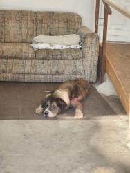 Reunited Female Dog last seen Summer Mountain Rd, Palmerton, PA 18071