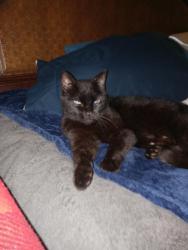 Lost Female Cat last seen Armory Cir and Solida, Port St. Lucie, FL 34983