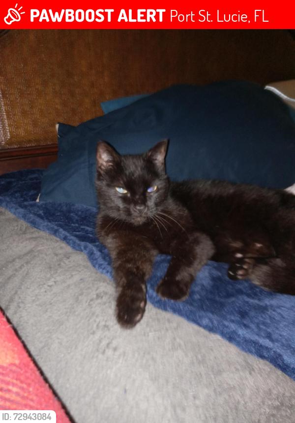 Lost Female Cat last seen Armory Cir and Solida, Port St. Lucie, FL 34983