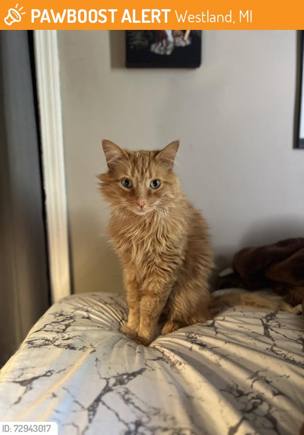 Found/Stray Male Cat last seen Joy Rd. & Middlebelt Rd., Westland, MI 48185