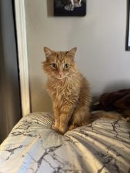 Found/Stray Male Cat last seen Joy Rd. & Middlebelt Rd., Westland, MI 48185