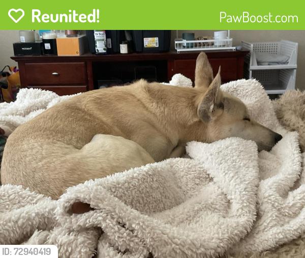 Reunited Male Dog last seen Noble Fir Ct. and Silver Birch Dr. in Banning Lewis Ranch subdivision , Colorado Springs, CO 80927