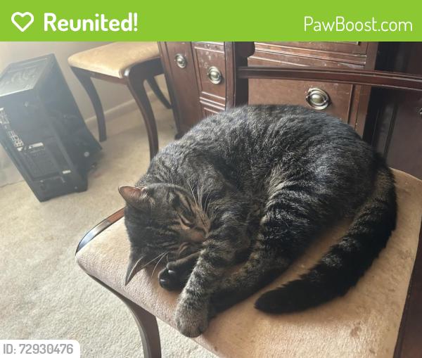 Reunited Female Cat last seen LAN-oak park, Lansing, IL 60438