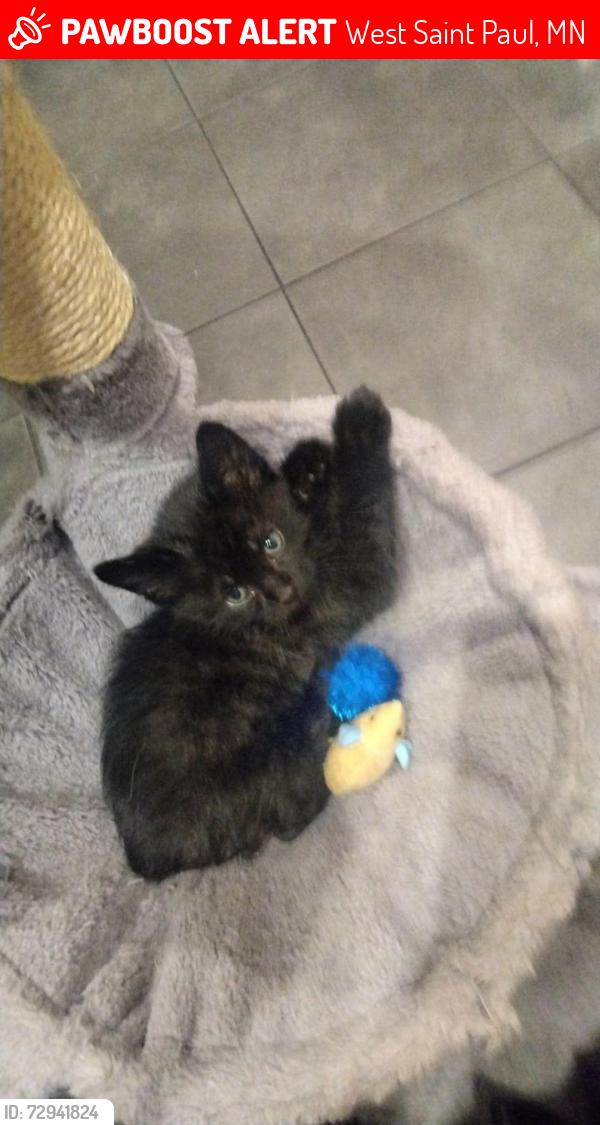 Lost Male Cat last seen Butler in South Robert st, West Saint Paul, MN 55118