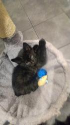 Lost Male Cat last seen Butler in South Robert st, West Saint Paul, MN 55118