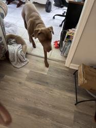 Found/Stray Male Dog last seen Milling way, Mocksville, NC 27028