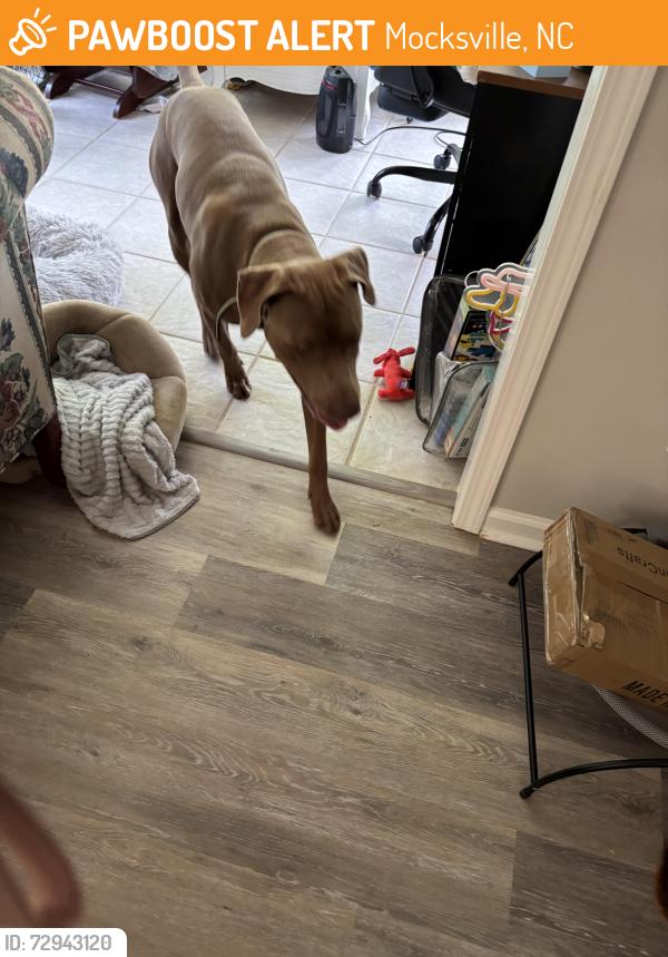 Found/Stray Male Dog last seen Milling way, Mocksville, NC 27028